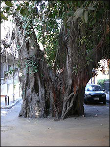 Árbol a mitad de calle