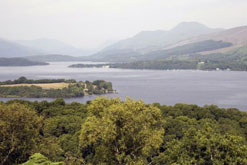 Stag in Richmond Park