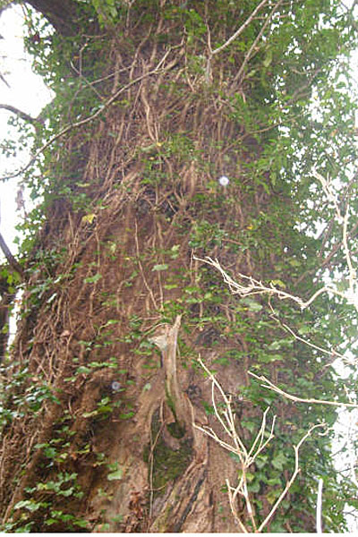 Susan Gass and Peter Archdale