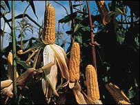 Genetik araştırmalarla yetiştirilen mısır