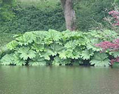 Gunnera manicata.