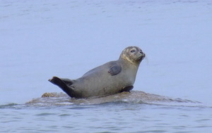 seal eday