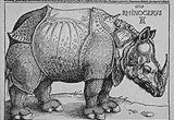 Dürer's Rhinoceros