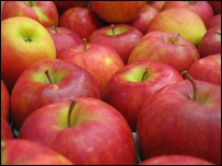 نگهداری سيب در زمستان 