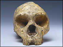 Neanderthal (foto: Natural History Museum, London)