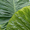 Alocasia 'Calidora'