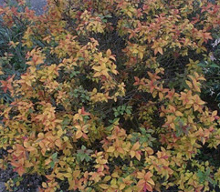Spiraea japonica ‘Gold Flame’.