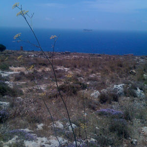 Wild fennel and thyme