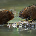 Water Voles