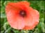 Poppy