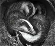 Infra-red images of a badger family