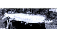 Eog 7 pwys a ddaliwyd gan Dafydd Davies, Caernarfon