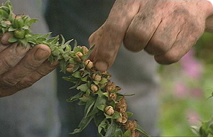 Gardener harvesting seeds