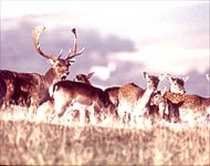 Fallow Deer