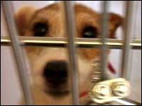 Dog at a RSPCA kennel