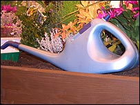 Pěstování květin