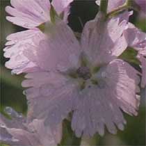Sidalcea 'Elsie Heugh'