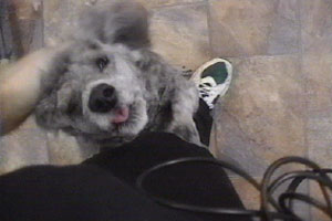 Kim's poodle gets a makeover