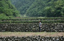 Mr Song on his tea terraces