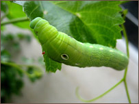 دانگورو چينجی