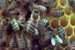Bees