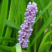 Liriope