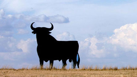 bull in a field in Spain