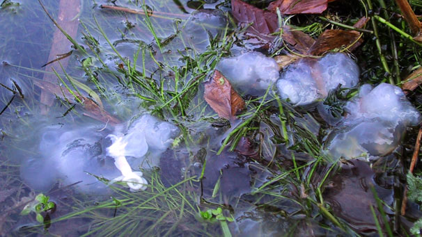 white jelly in a grassy pond