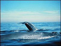 نهنگ آبی در شيلی