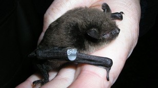 Daubenton's Bat by John Altringham