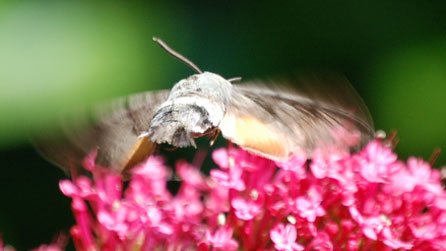 hummingbird_hawkmoth1.jpg
