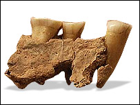 mandíbula (Foto:Torquay Museum)