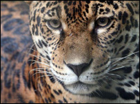 Jaguar (Foto: Mongabay, 2006)