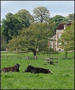 Cows lying down at Wimpole Hall, National Trust.