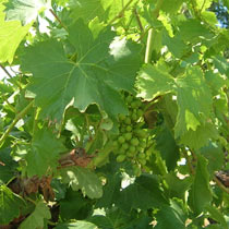 Vitis vinifera