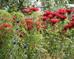 Left to right: Helianthus salicifolius, Echinops ritro 'Veitch's Blue', Monarda 'Gardenview Scarlet'
