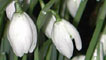 Snowdrop close up (courtesy of Jean Stewart)
