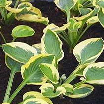 Hosta 'Wide Brim'