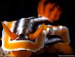 Chromodoris Magnifica (David and Debi Henshaw)