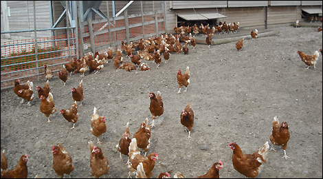 Kicking out time at the chicken nightclub