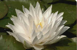 Nymphaea white