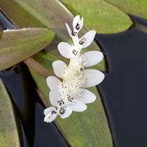 Aponogeton distachyos