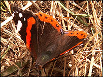 Red Admiral Butterfly