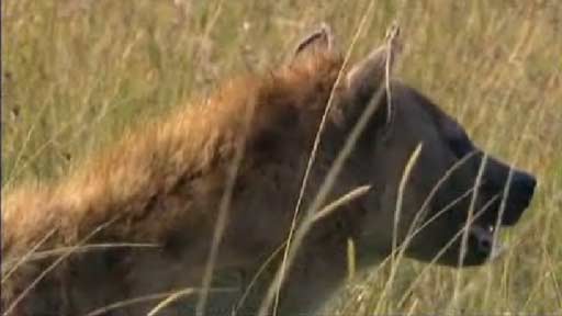 Hyena