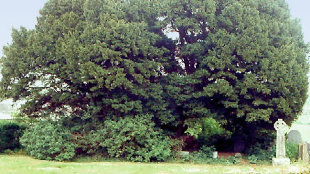 Llangernyw yew tree