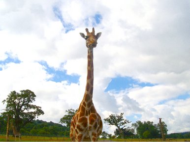 Giraffe 3.