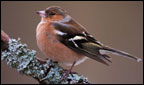 Chaffinch