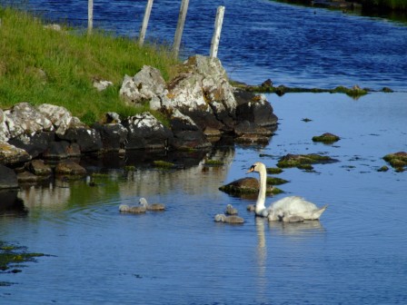 Summer swan & cygnets at Creagorry, Benbecula