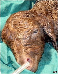 بره همتاسازی شده پژوهشکده رويان