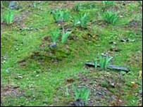 گمنام قبریں